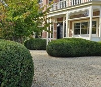 Taxus baccata - Venijnboom - 4