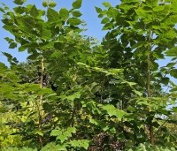 Koelreuteria paniculata - Chinese vernisboom - 4