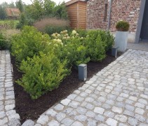 Ilex crenata 'Green Hedge'  voorgrond