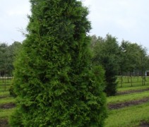 Thuja occidentalis 'Brabant'