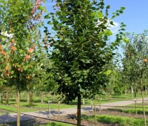 Tilia Platyphyllos