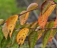 Prunus 'Accolade' - Japanse Sierkers - 1