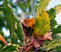 Quercus x turneri 'Pseudoturneri' - Semi- wintergroene eik 'Pseudoturneri' - 1