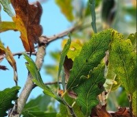 Quercus x turneri 'Pseudoturneri' - Semi- wintergroene eik 'Pseudoturneri' - 2
