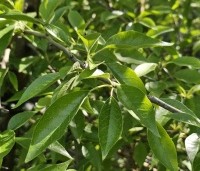 Maclura pomifera - Osagedoorn - 2