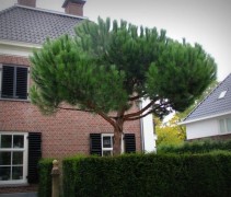 Pinus pinea