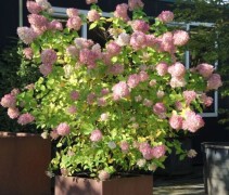 Pluimhortensia 'Limelight' geeft in september / oktober een roze gloed over de witte bloemen