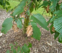 vrucht Ostrya carpinifolia 