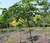 Juglans regia 'Jupiter'