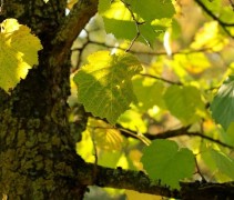 Corylus colurna ofwel Turkse Hazelaar