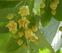 Tilia tomentosa bloesem