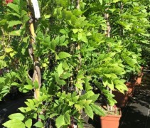 Wisteria sinensis
