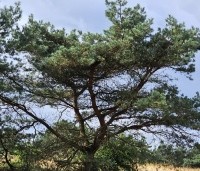 Pinus sylvestris - Grove den - 2