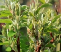 Amelanchier alnifolia 'Obelisk' - Krentenboompje 'Obelisk' - 1