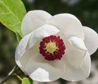 Magnolia sieboldii  - Magnolia sieboldii  - 1