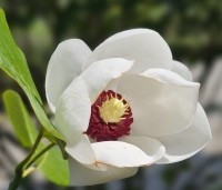 Magnolia sieboldii  - Magnolia sieboldii  - 2