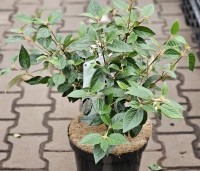 Viburnum 'Eskimo' - Sneeuwbal 'Eskimo' - 3
