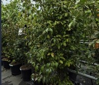 Stewartia pseudocamellia 'Koreana' - Stewartia - 4