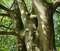 Fagus sylvatica - Groene beuk - 5