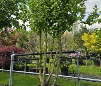 Corylus colurna - Turkse hazelaar - 2