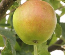 Malus domestica 'Ecolette'