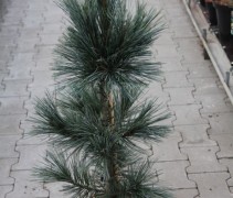 Pinus flex. Vanderwolf's Pyramid
