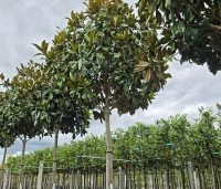 Magnolia grandiflora 'Galissoniere'  - Magnolia grandiflora 'Galissoniere'  - 2
