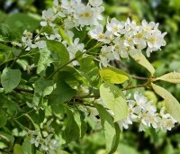 Prunus padus - Europese vogelkers - 1