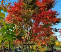 acer palmatum