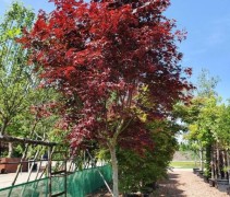 Acer palmatum 'Bloodgood'