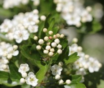 Crataegus monogyna