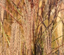 Bloei van het Prachtriet 'Kleine Silberspinne'