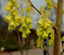 Corylopsis spicata