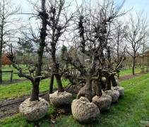 Pyrus conference solitairen met zaagsnede voor extra peren