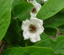 Mespilus germanica bloem