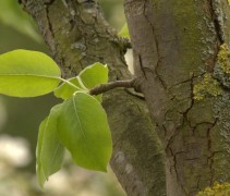 Pyrus communis jong blad