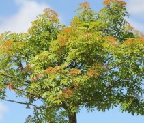 Sorbus Fireball na de bloei