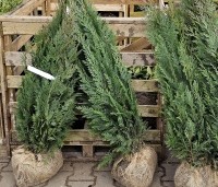 Chamaecyparis lawsoniana 'Columnaris' - Blauwe Californische cypres - 1