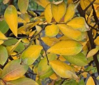 Lagerstroemia indica 'Benoit' - Paarsrode Indische Sering - 3