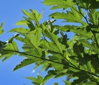 Morus alba 'Macrophylla' - Witte moerbei - 1