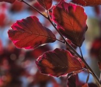 Fagus sylvatica 'Purpurea Tricolor' - Bonte rode beuk - 1