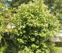 Viburnum Opulus