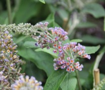 Vlinderstruik 'Flower Power' bloemen