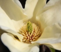 Magnolia Elizabeth