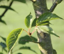 Prunus Sunset Boulevard