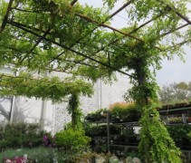 Wisteria sinensis