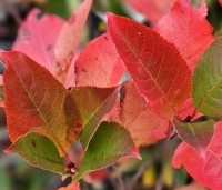 Aronia melanocarpa 'Hugin' - Appelbes  'Hugin' - 1