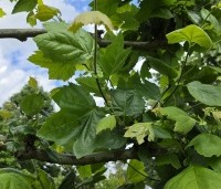 Platanus hispanica - Plataan - 3