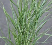 Panicum virgatum 'Prairie Sky' - Vingergras 'Prairie Sky' - 3