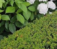 Taxus media 'Hicksii' - Taxus 'Hicksii' - 1